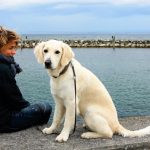 Etablir une relation de confiance avec votre chien : ce qu’il faut savoir