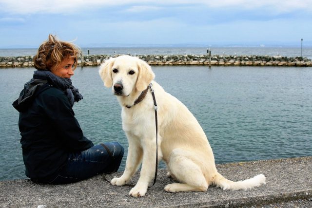 Etablir une relation de confiance avec votre chien : ce qu’il faut savoir