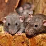 Les trucs et astuces pour se débarrasser des rats et souris à Marseille