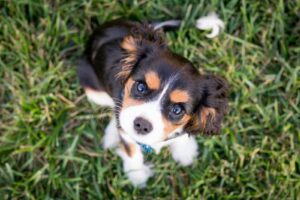 Adapter son habitat pour l'arrivée d'un chiot